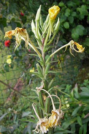 Oenothera spec1 ? \ Nachtkerze, D Mannheim 10.7.2011