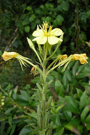 Oenothera spec1 ? \ Nachtkerze, D Mannheim 10.7.2011