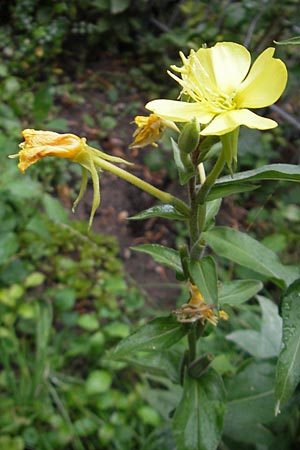 Oenothera spec1 ? \ Nachtkerze / Evening Primrose, D Mannheim 10.7.2011