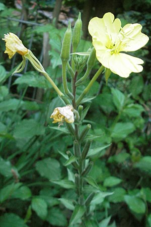 Oenothera spec1 ? \ Nachtkerze, D Mannheim 15.7.2011