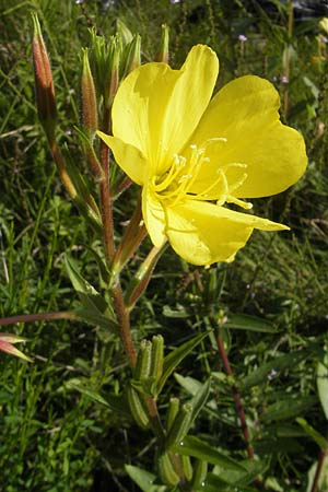 Oenothera x albivelutina \ Weischleier-Nachtkerze / White Veil Evening Primrose, D Graben-Neudorf 23.7.2011