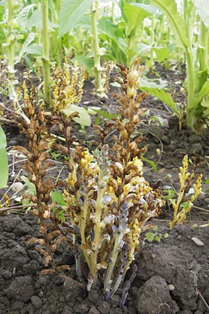 Phelipanche ramosa \ stige Sommerwurz / Hemp Broomrape, D Kehl 7.9.2011