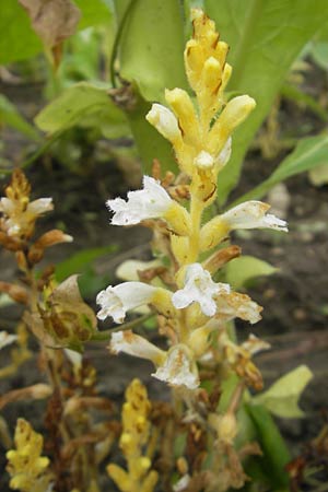 Phelipanche ramosa \ stige Sommerwurz / Hemp Broomrape, D Kehl 7.9.2011