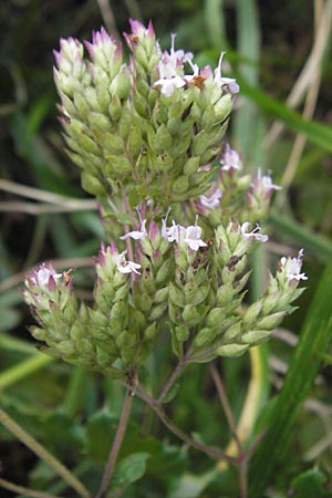 Origanum vulgare \ Wilder Majoran, Dost, D Bensheim 21.9.2012