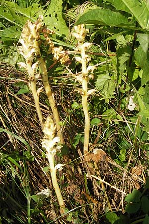 Orobanche reticulata subsp. pallidiflora / Pale Thistle Broomrape, D Rhön, Ehrenberg 27.7.2013