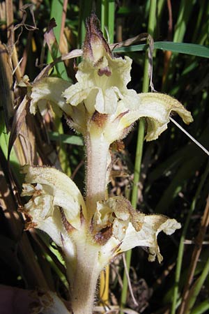 Orobanche reticulata subsp. pallidiflora \ Blassbltige Distel-Sommerwurz, D Rhön, Ehrenberg 27.7.2013