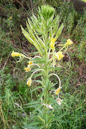 Oenothera spec2 ? \ Nachtkerze, D Hanau 26.7.2014