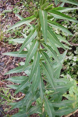 Oenothera spec2 ? \ Nachtkerze, D Hanau 26.7.2014