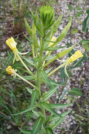 Oenothera spec2 ? \ Nachtkerze, D Hanau 26.7.2014