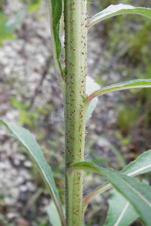 Oenothera spec2 ? \ Nachtkerze, D Hanau 26.7.2014