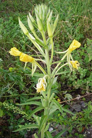 Oenothera spec2 ? \ Nachtkerze, D Hanau 26.7.2014