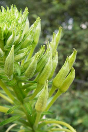 Oenothera spec2 ? \ Nachtkerze, D Hanau 26.7.2014