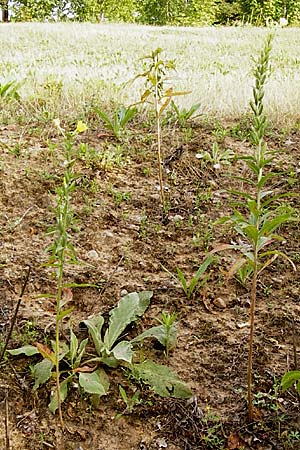 Oenothera rubriaxis \ Rotachsige Nachtkerze, D Hanau 3.8.2014