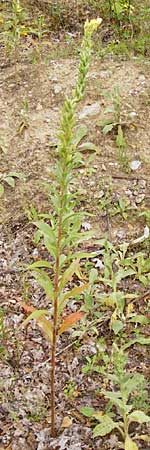 Oenothera rubriaxis \ Rotachsige Nachtkerze, D Hanau 3.8.2014