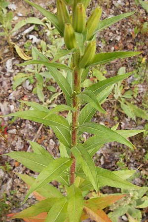 Oenothera spec2 ? \ Nachtkerze, D Hanau 26.7.2014