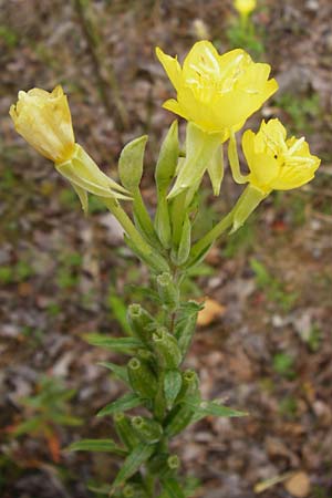 Oenothera rubriaxis \ Rotachsige Nachtkerze, D Hanau 3.8.2014