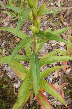 Oenothera spec2 ? \ Nachtkerze, D Hanau 26.7.2014