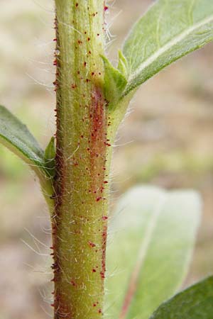 Oenothera spec2 ? \ Nachtkerze, D Hanau 26.7.2014