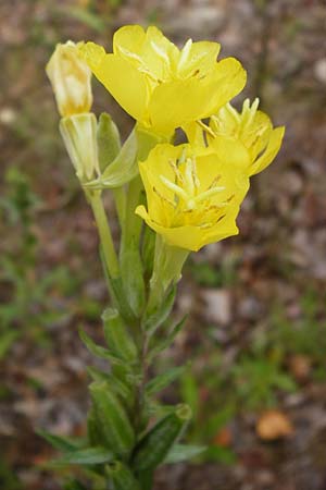 Oenothera rubriaxis \ Rotachsige Nachtkerze, D Hanau 3.8.2014