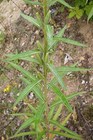 Oenothera spec2 ? \ Nachtkerze, D Hanau 26.7.2014