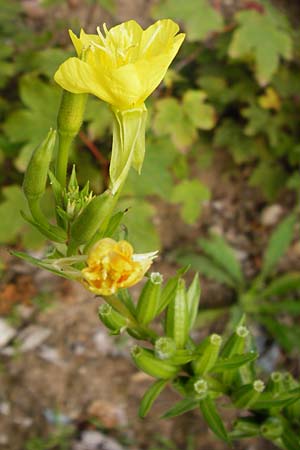 Oenothera rubriaxis \ Rotachsige Nachtkerze, D Hanau 3.8.2014