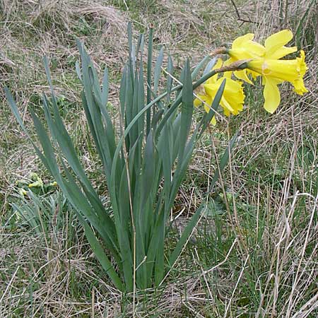 Narcissus pseudonarcissus \ Gelbe Narzisse, Osterglocke, D Albisheim 5.4.2008