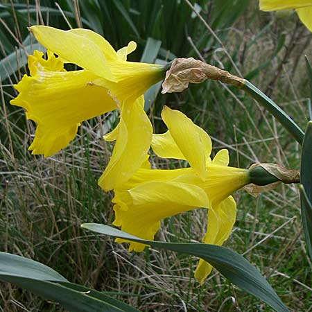 Narcissus pseudonarcissus \ Gelbe Narzisse, Osterglocke, D Albisheim 5.4.2008