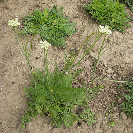 Oenanthe pimpinelloides \ Bibernell-Rebendolde, Sdliche Erdkastanie, D Botan. Gar.  Universit.  Mainz 11.7.2009