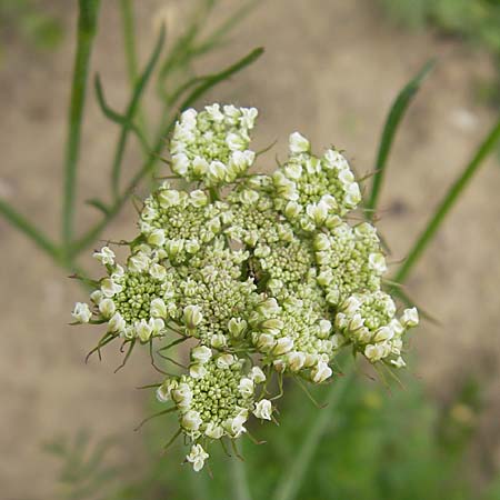 Oenanthe pimpinelloides \ Bibernell-Rebendolde, Sdliche Erdkastanie, D Botan. Gar.  Universit.  Mainz 11.7.2009