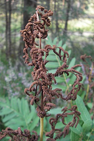 Osmunda regalis \ Knigs-Farn / Royal Fern, D Bad Dürkheim 20.8.2009