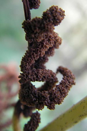 Osmunda regalis \ Knigs-Farn / Royal Fern, D Bad Dürkheim 20.8.2009