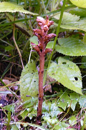 Orobanche salviae \ Salbei-Sommerwurz / Sage Broomrape, D Berchtesgaden 30.7.2011