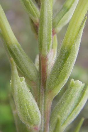 Oenothera drawertii \ Drawerts Nachtkerze, D Weinheim an der Bergstraße 12.7.2011