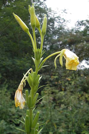 Oenothera suaveolens \ Wohlriechende Nachtkerze, D Viernheim 21.7.2011