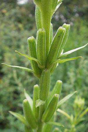 Oenothera suaveolens \ Wohlriechende Nachtkerze / Smelling Evening Primrose, D Viernheim 21.7.2011