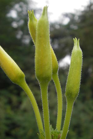 Oenothera suaveolens \ Wohlriechende Nachtkerze, D Viernheim 21.7.2011