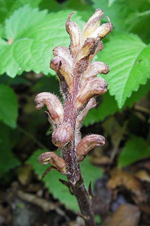 Orobanche salviae \ Salbei-Sommerwurz / Sage Broomrape, D Berchtesgaden 1.8.2011