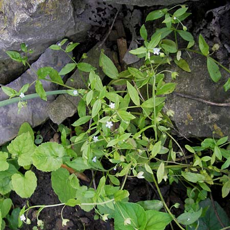 Omphalodes scorpioides / Navelwort, D  23.6.2012