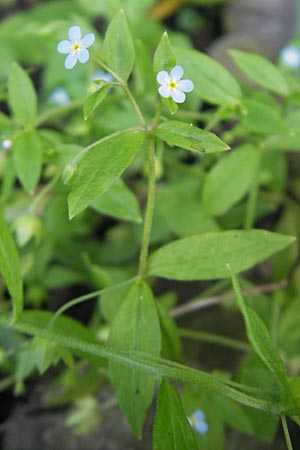 Omphalodes scorpioides / Navelwort, D  23.6.2012