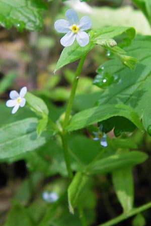 Omphalodes scorpioides / Navelwort, D Schweinfurt 5.5.2013