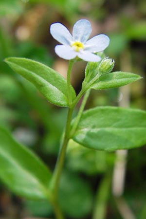 Omphalodes scorpioides / Navelwort, D Schweinfurt 5.5.2013