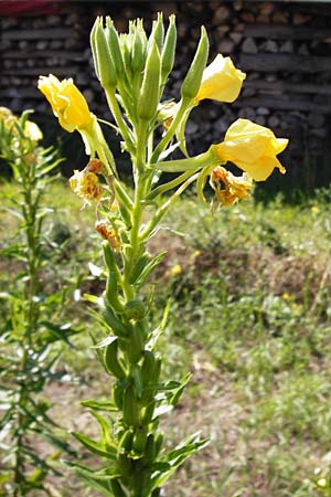 Oenothera suaveolens ? \ Wohlriechende Nachtkerze / Smelling Evening Primrose, D Graben-Neudorf 19.7.2014