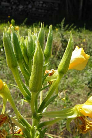 Oenothera suaveolens ? \ Wohlriechende Nachtkerze / Smelling Evening Primrose, D Graben-Neudorf 19.7.2014