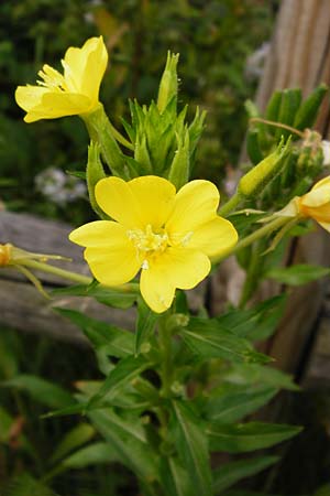 Oenothera drawertii \ Drawerts Nachtkerze / Drawert's Evening Primrose, D Graben-Neudorf 28.7.2014