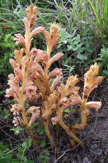 Orobanche teucrii \ Gamander-Sommerwurz / Germander Broomrape, D Zeutern 29.5.2008