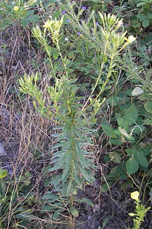 Oenothera oakesiana \ Ksten-Nachtkerze, Sand-Nachtkerze, D Karlsruhe 14.7.2011