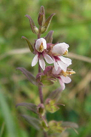 Odontites vulgaris \ Spter Zahntrost, Gewhnlicher Zahntrost, D Philippsburg 25.8.2012