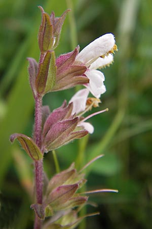 Odontites vulgaris \ Spter Zahntrost, Gewhnlicher Zahntrost, D Philippsburg 25.8.2012