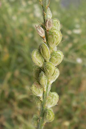 Onobrychis viciifolia \ Futter-Esparsette, Saat-Esparsette / Sainfoin, D Mannheim 20.6.2013