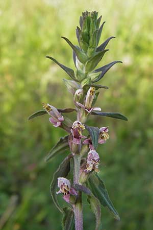 Odontites vulgaris \ Spter Zahntrost, Gewhnlicher Zahntrost / Red Bartsia, D Pfalz, Speyer 15.7.2013